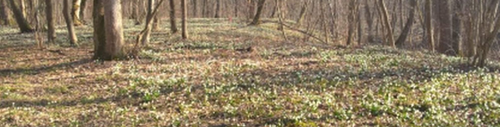 Schwäbischer Albverein | Ortsgruppe Elchingen